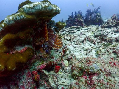 North Andaman 14-18 October 2022