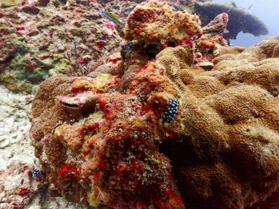 North Andaman 14-18 October 2022