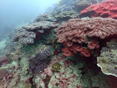 North Andaman 14-18 October 2022