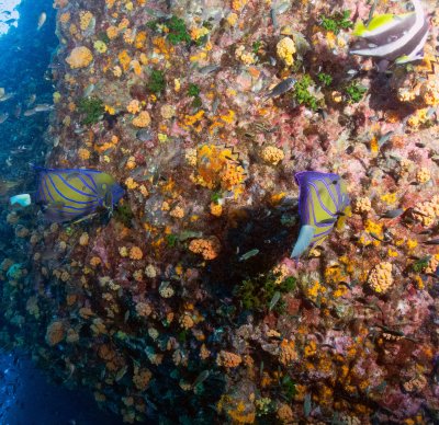 Chumphon-Koh Tao , June 2022