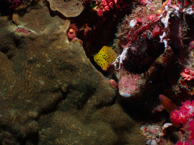 scuba diving thailand