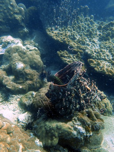 Net removal project