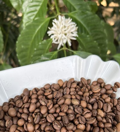 Fine Robusta