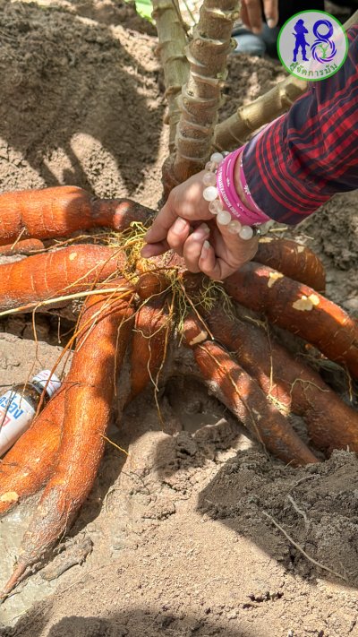 ชุดมันสำปะหลัง ขนาด 500 ซีซี ระบบผู้จัดการมัน