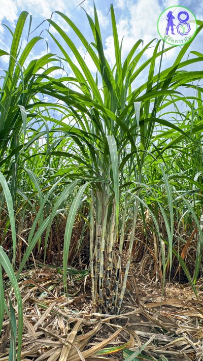 ชุดอ้อยขนาด 500 ซีซี ระบบผู้จัดการมัน