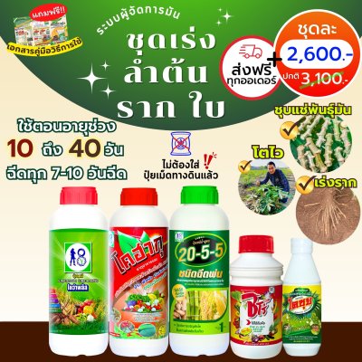 ชุดเร่งลำต้น ราก ใบ ระบบผู้จัดการมัน