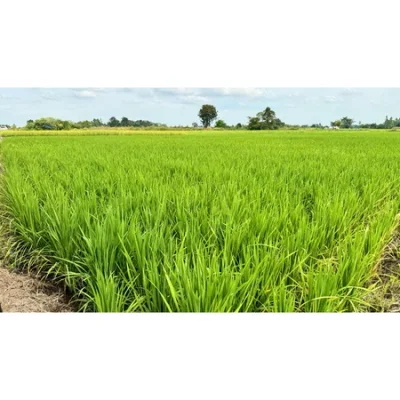 ชุดนาข้าว ขนาด 500 ซีซี ระบบผู้จัดการมัน