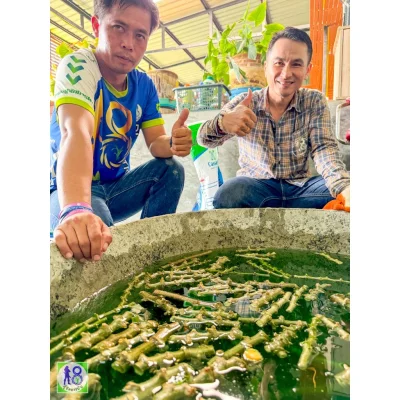 ชุดแช่พันธุ์อ้อยพันธุ์มัน ระบบผู้จัดการมัน