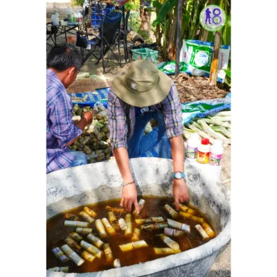ชุดแช่พันธุ์อ้อยพันธุ์มัน ระบบผู้จัดการมัน