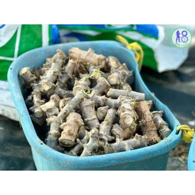 ชุดแช่พันธุ์อ้อยพันธุ์มัน ระบบผู้จัดการมัน