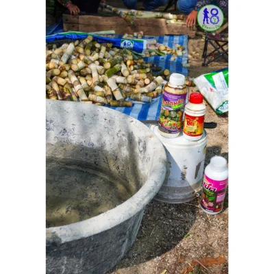 ชุดแช่พันธุ์อ้อยพันธุ์มัน ระบบผู้จัดการมัน