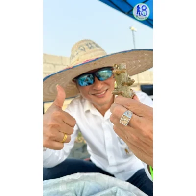 ชุดแช่พันธุ์อ้อยพันธุ์มัน ระบบผู้จัดการมัน