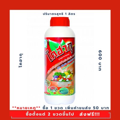 โคฮากุ (KohaKu)