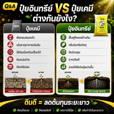 ปุ๋ยอินทรีย์ฟาโล ฟื้นดิน เร่งราก ปรับโครงสร้างดิน สูตร 3T สำหรับทุเรียนและไม้ผล