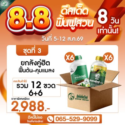 โปร 8.8 ยกลังคู่ฮิต อะมิโนแรปเตอร์ 6 ขวด + บิวทาเร็กซ์ MAX 6 ขวด