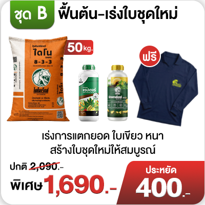 ชุด B ฟื้นต้น–เร่งใบชุดใหม่ ชุดบำรุงต้นและเร่งใบชุดใหม่