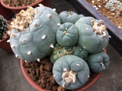 Multiheads of lophophora williamsii