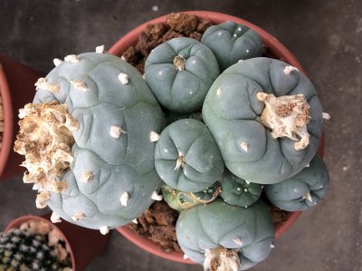 Multiheads of lophophora williamsii