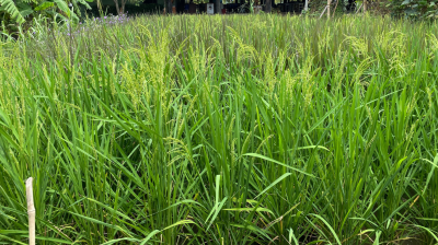 rice field view organic 