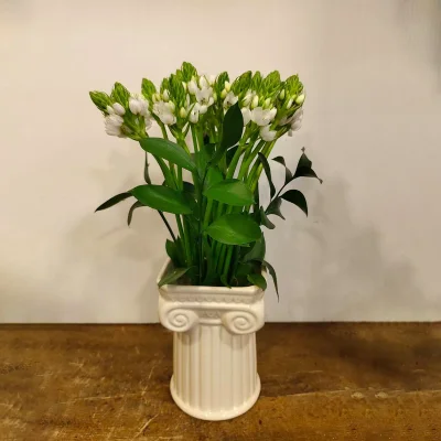 [NEW] OrnithogalumVase