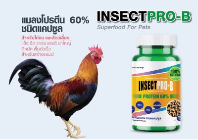 BSF insect protein