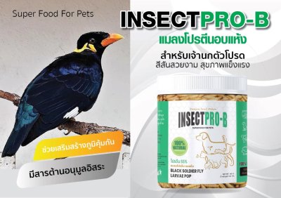 แมลงโปรตีนอบแห้ง INSEC PRO-B