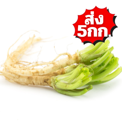 รากผักชี ส่ง 5กก.