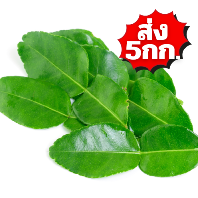 ใบมะกรูด ส่ง 5กก.