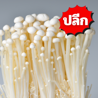 เห็ดเข็มทอง ปลีก