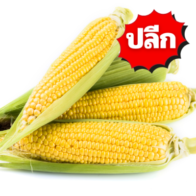 ข้าวโพดหวาน ปลีก