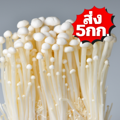 เห็ดเข็มทอง ส่ง 5กก.