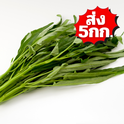 ผักบุ้งจีน ส่ง 5กก.