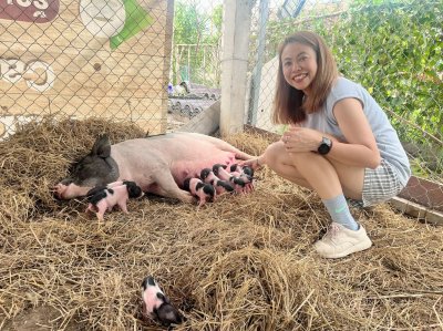 ฺBaanrabiengkao Farm animals