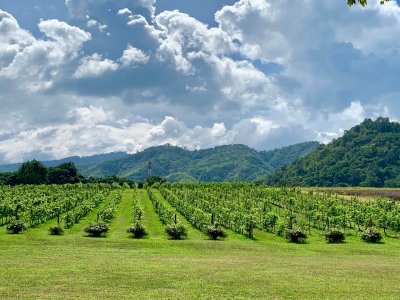 Khaoyai Wine Testing & Bonanza Exotic Zoo One Day Tour