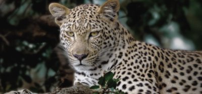 ทีวี LG OLED evo AI C5 4K Smart TV 2025 รุ่น OLED