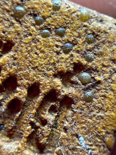 พระสมเด็จพิมพ์ปรกโพธิ์ โรยพระธาตุ กรุวังหน้า สมเด็จโตปลุกเสก