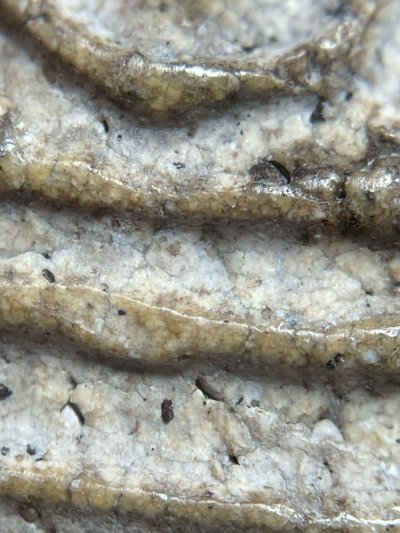 พระสมเด็จวัดระฆังพิมพ์ใหญ่ หลังลายกระดาน พร้อมกรอบขึ้นคอ