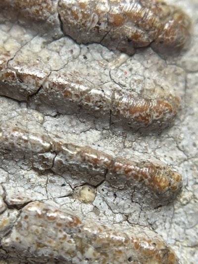 พระสมเด็จวัดระฆังพิมพ์เจย์ดี พร้อมกรอบขึ้นคอ