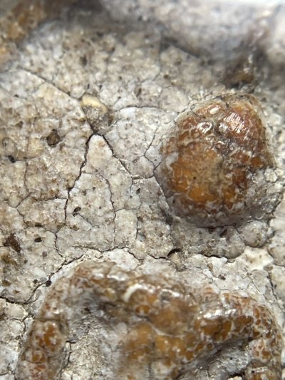 พระสมเด็จวัดระฆังพิมพ์เจย์ดี พร้อมกรอบขึ้นคอ