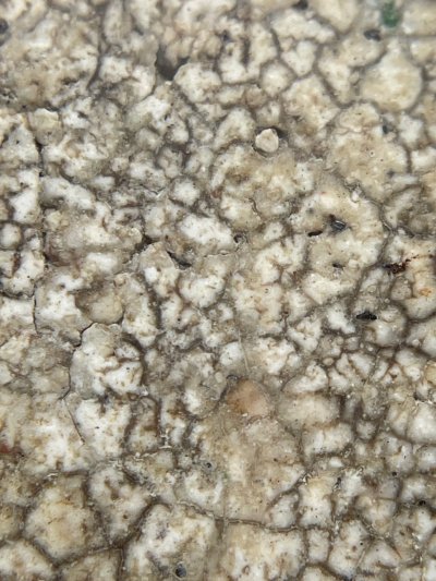 พระสมเด็จวัดระฆังพิมพ์ใฐานแซม พร้อมกรอบขึ้นคอ