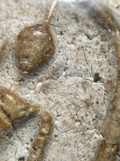 พระสมเด็จวัดระฆังพิมพ์ใฐานแซม พร้อมกรอบขึ้นคอ