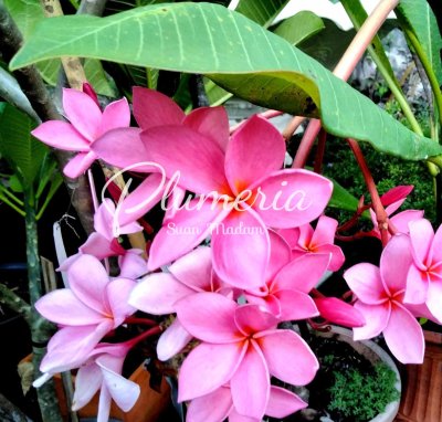 ชมพูลพบุรี