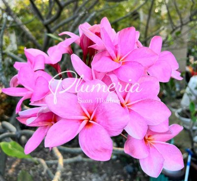 ชมพูลพบุรี