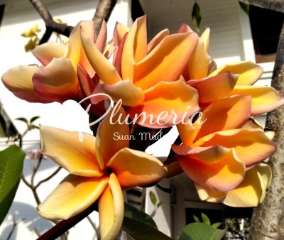 พอล ไวซิส