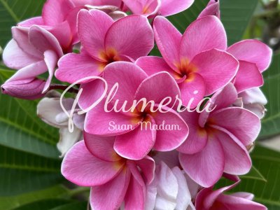 สุปราณีพิงค์