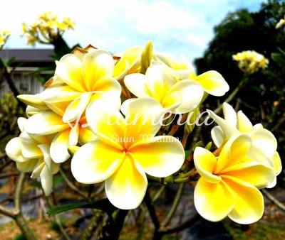 เยลโล่สตาร์