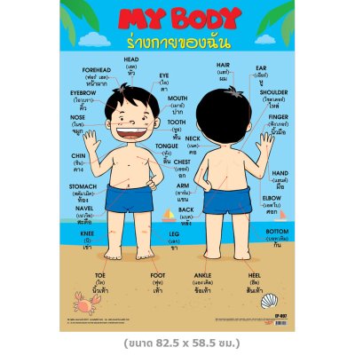 โปสเตอร์ความรู้ โปสเตอร์การศึกษา My Body ร่างกายของฉัน EP-507