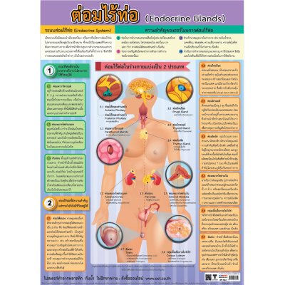 โปสเตอร์ความรู้ โปสเตอร์การศึกษา ระบบต่อมไร้ท่อ Endocrine Glands EP-532