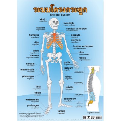 โปสเตอร์ความรู้ โปสเตอร์การศึกษา ระบบโครงกระดูก Skeleton System EP-088