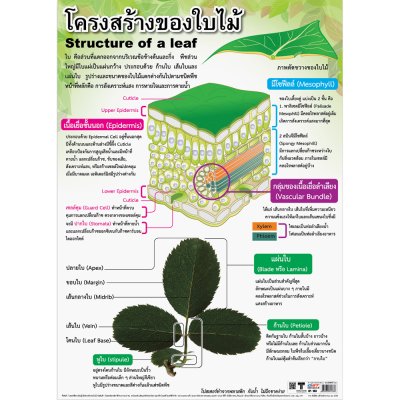 โปสเตอร์ความรู้ โปสเตอร์การศึกษา โครงสร้างของใบไม้ Structure of a leaf EP-133